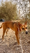 COOPER Image 2